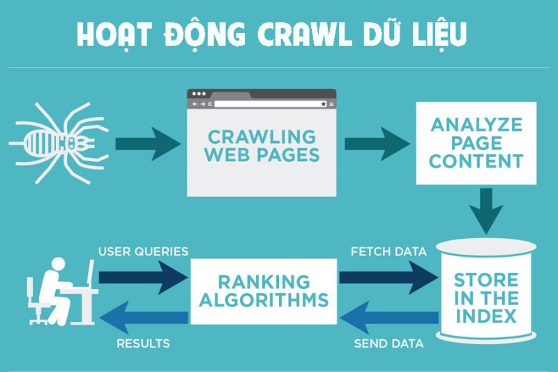 hoạt động crawl là gì 